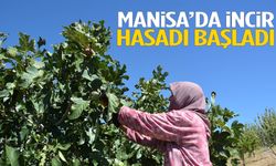 Manisa’da incir hasadı başladı!