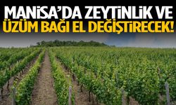 Manisa’da zeytinlik ve üzüm bağı el değiştirecek!