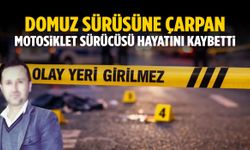 Motosiklet sürücüsünün acı sonu! Domuz sürüsüne çarptı…