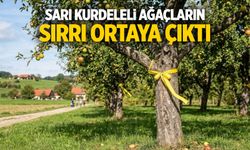 Sarı kurdeleli ağaçların sırrı