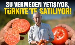 Su vermeden yetişiyor, Türkiye’ye satılıyor! Manisa’nın ata tohumlu domatesi şaşırtıyor