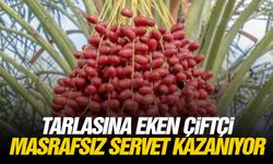 Tarlasına eken çiftçi masrafsız servet kazanıyor!