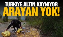 Türkiye altın kaynıyor! Arayan yok... Günde 5 gram çıkıyor!