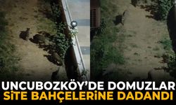 Uncubozköy’de domuzlar site bahçelerine dadandı