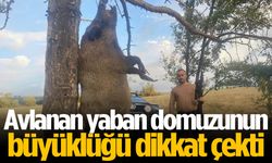 Avlanan yaban domuzunun büyüklüğü dikkat çekti