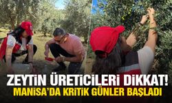 Zeytin üreticileri dikkat! Manisa’da kritik günler başladı
