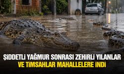 Şiddetli yağmur sonrası zehirli yılanlar ve timsahlar mahallelere indi