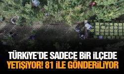 Türkiye’de sadece bir ilçede yetişiyor! 81 ile gönderiliyor