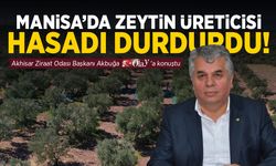 Manisa'da zeytin üreticileri hasat durdurdu!