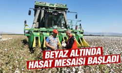 Beyaz altında hasat mesaisi başladı!