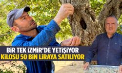 Bir tek İzmir’de yetişiyor… Kilosu 50 bin liraya satılıyor!