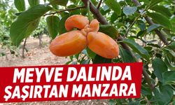 Cennet elması dalında şaşırtan manzara