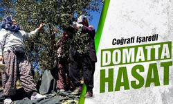 Domatta hasat başladı