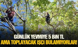 Günlük yevmiye 5 bin TL ama toplayacak işçi bulamıyorlar!