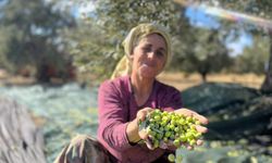 Manisa’da zeytin hasadı yevmiyeleri belli oldu!