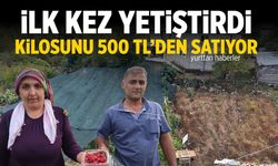 İlk kez yetiştirdi, kilosunu 500 liradan satıyor
