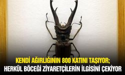Kendi ağırlığının 800 katını taşıyor: Dünyanın en güçlü böceği Konya’da sergileniyor