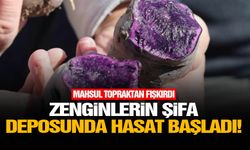 Zenginlerin şifa deposunda hasat başladı!