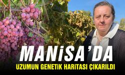 Manisa üzümünün genetik haritası çıkarıldı!