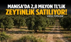 Manisa’da 2,8 milyon TL’lik zeytinlik satılıyor!