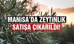 Manisa’da 5 bin 550 metrekare zeytinlik satışa çıkarıldı