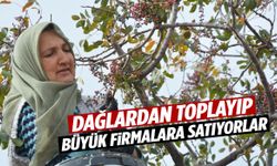 Manisa’da dağlardan toplayıp büyük firmalara satıyorlar!
