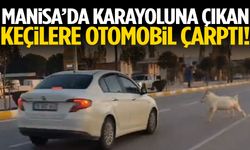 Manisa’da karayoluna çıkan keçilere otomobil çarptı!