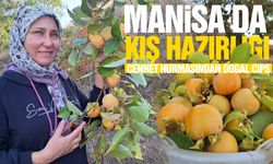 Manisa’da kışlık hazırlığı, cennet hurmasından doğal cips