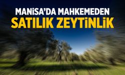 Manisa'da mahkemeden satılık zeytinlik! Resmi ilan verildi