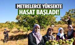 Manisa’da metrelerce yüksekte hasat başladı! 2 ay kuyuda bekletiliyor…