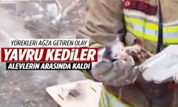 Manisa’da yürekleri ağza getiren olay! Yavru kediler alevlerin arasında kaldı