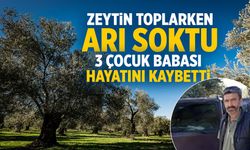 Manisa'da zeytin toplarken arı sokan 3 çocuk babası hayatını kaybetti