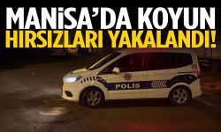 Manisa’da koyun hırsızları yakalandı!