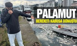 Palamut bereketi kabusa dönüştü