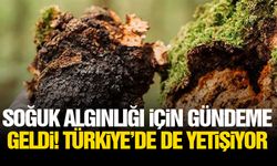 Soğuk algınlığı için gündeme geldi! Türkiye’de de yetişiyor