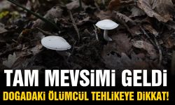 Tam mevsimi geldi! Doğadaki ölümcül tehlikeye dikkat