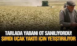 Tarlada yabani ot sanılıyordu! Şimdi uçak yakıtı için yetiştiriliyor