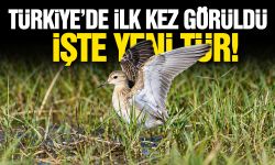 Türkiye'de ilk kez görüldü! İşte yeni tür