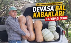Emekli öğretmenin yetiştirdiği bal kabakları devasa boyutlara ulaştı