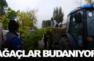 Budanan ağaçlar ihtiyaç sahiplerine yakacak olacak