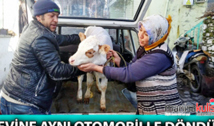 Otomobille veterinere giden buzağı sağlığına kavuştu