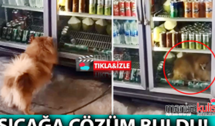 Sıcaktan bunalan köpek içecek dolabına girdi