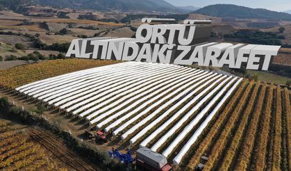 Örtü altında hasadı geciktirilen üzümler kış sofralarına lezzet katıyor