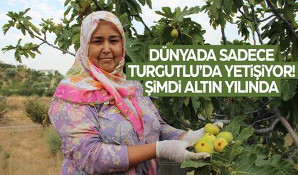 Dünyada sadece Turgutlu'da yetişiyor! Bu sene altın sene...