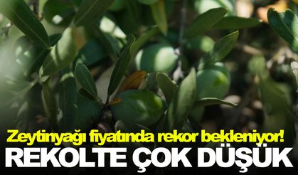 Açıklama Manisa’dan… Zeytinyağında rekor kırılabilir!