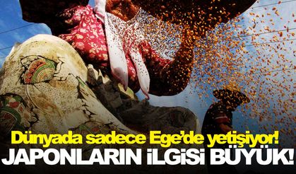 Dünyada sadece Ege’de yetişiyor!