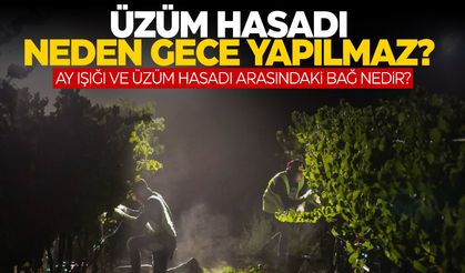 Üzüm hasadı neden gece yapılmaz? Ay ışığı ve üzüm hasadı…