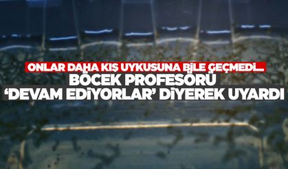 Her yerden çıkıyorlar… Böcek profesörü “Felaketin habercisi” diyerek uyardı!