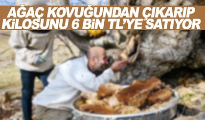 Ağaç kovuğundan çıkardı… 3 saatte 30 bin lira kazandı