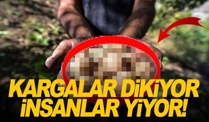 Tonlarca hasat yapılırken resmen köşeyi dönüyorlar